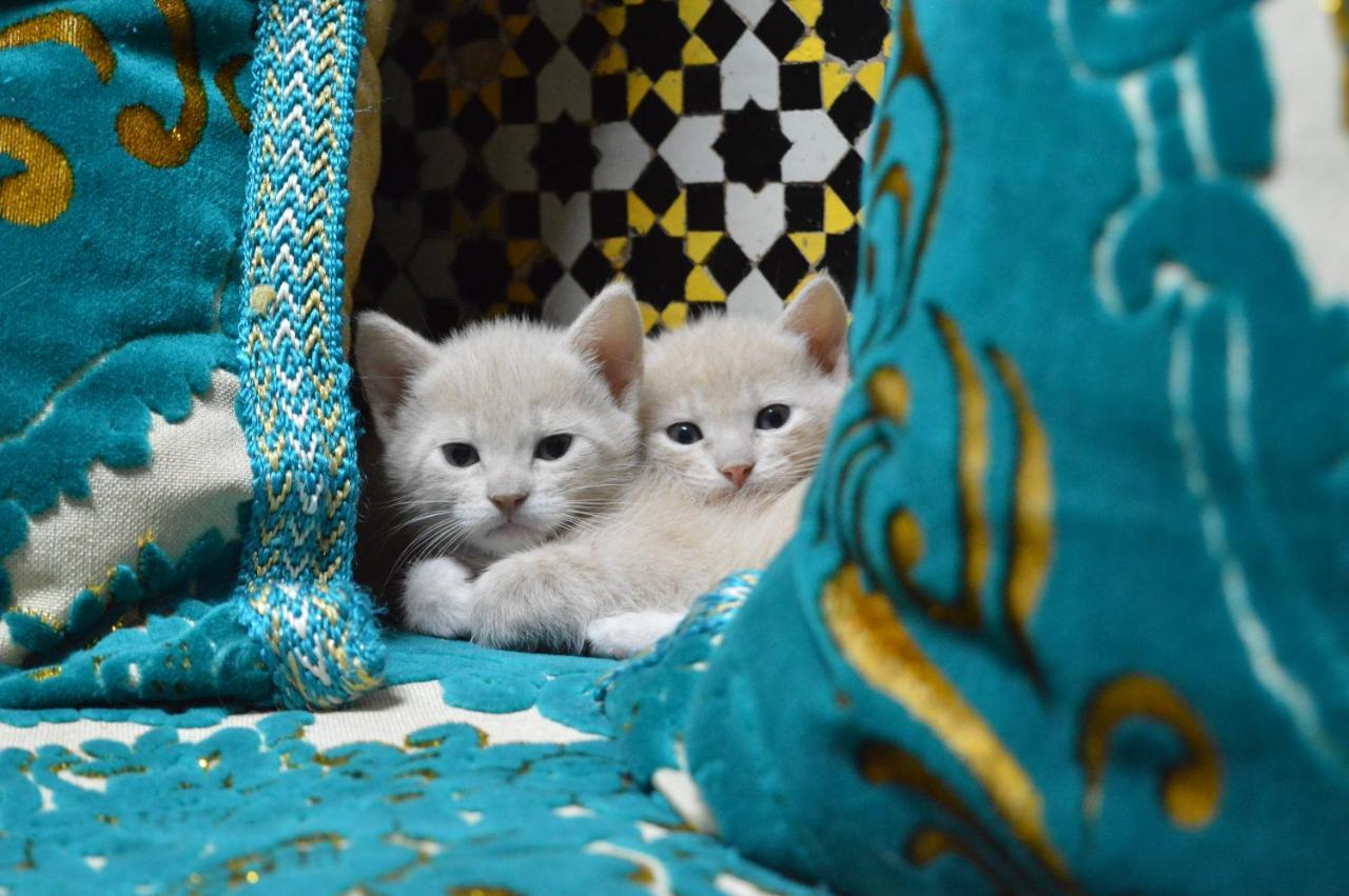 Chez L'Habitant Boueden فاس المظهر الخارجي الصورة